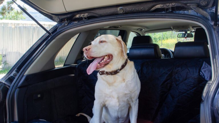 These Are The Best Cars For Your Dog